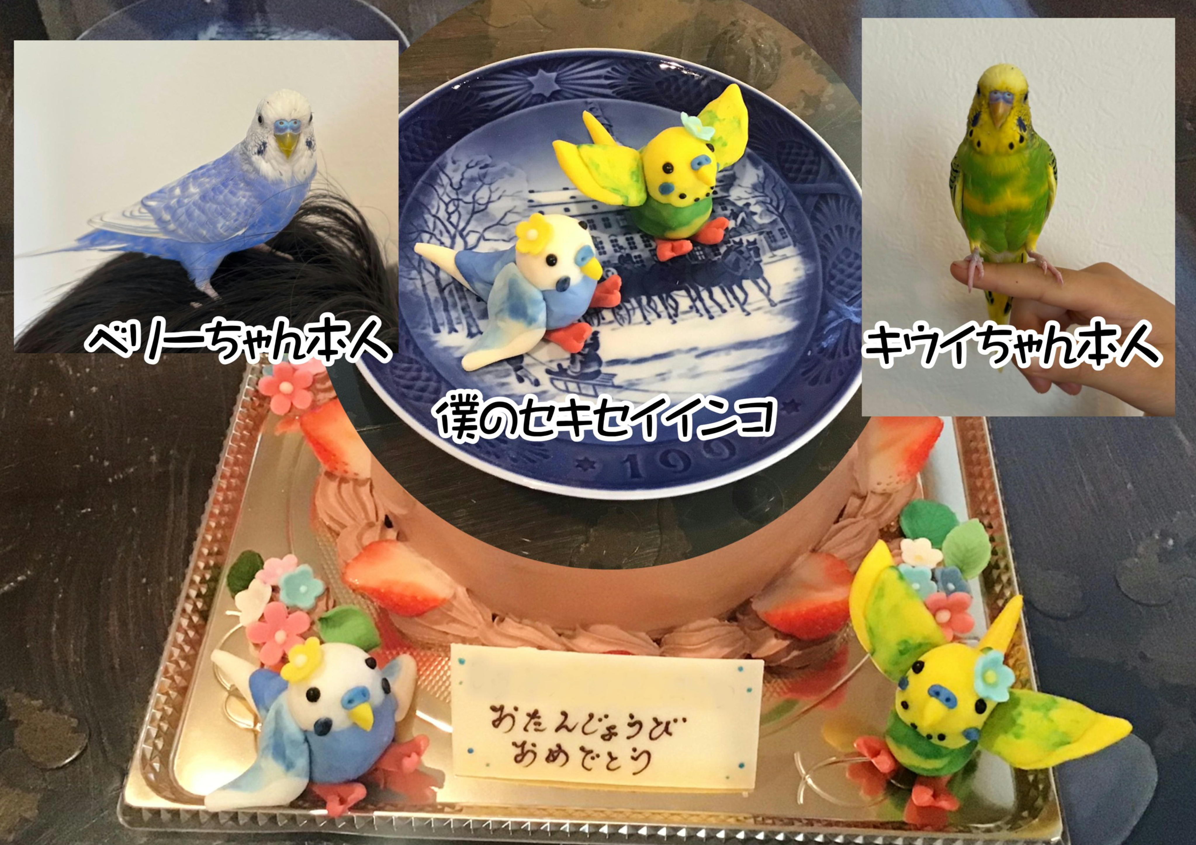香川県ケーキ 高松市ケーキ グレースケーキ バースデーケーキ チョコ人形ケーキ セキセイインコケーキ ベリーちゃんとキウイちゃん 小鳥ケーキ 旅色ケーキ hp